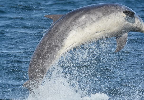 General photo of Puff