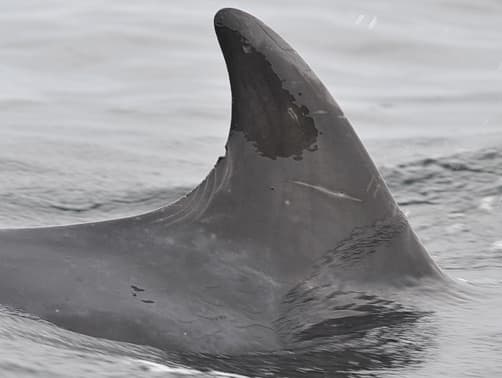 Left Dorsal Fin