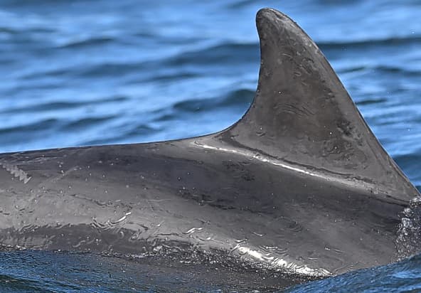 Left Dorsal Fin