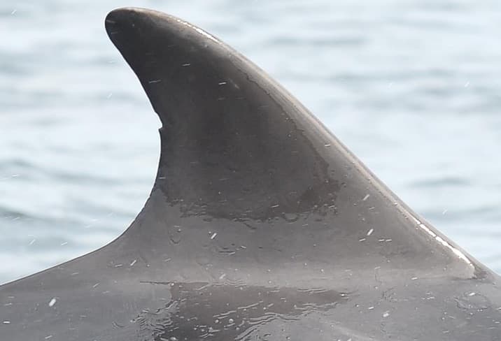 Left Dorsal Fin
