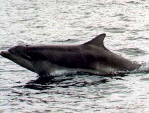 Left Dorsal Fin