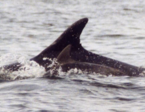 Left Dorsal Fin