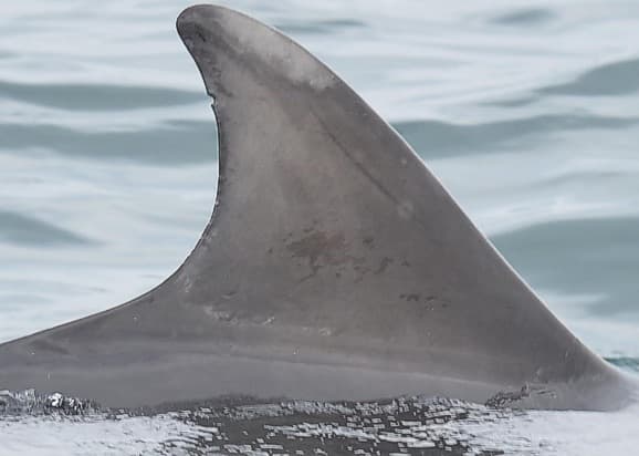 Left Dorsal Fin