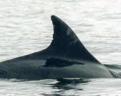 Left Dorsal Fin