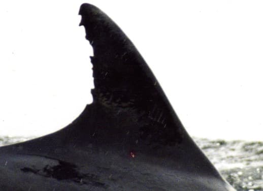 Left Dorsal Fin