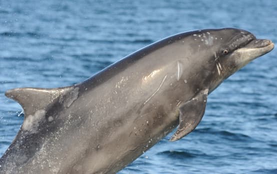 General photo of Vampire